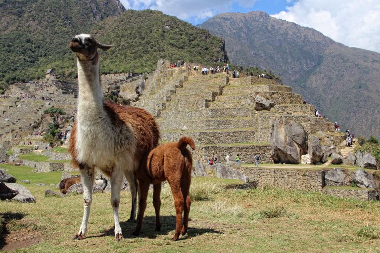 A llama and her daughter in Machu Picchu. Peru