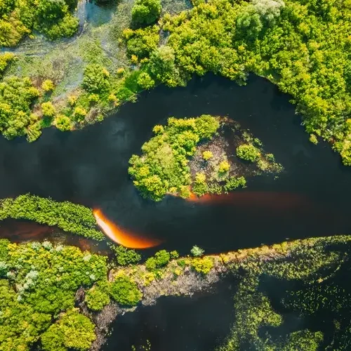 Aerial view. Green forest and river marsh landscape in summer. Top view of european nature from high attitude in summertime. Bird's eye view. Belarus.
